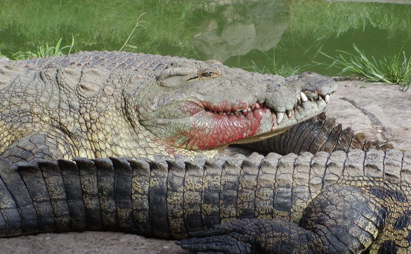 Gwembe Reptile Park and Safaris
