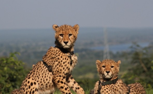 Cheetah Walks, Cheetah Run and Interactions