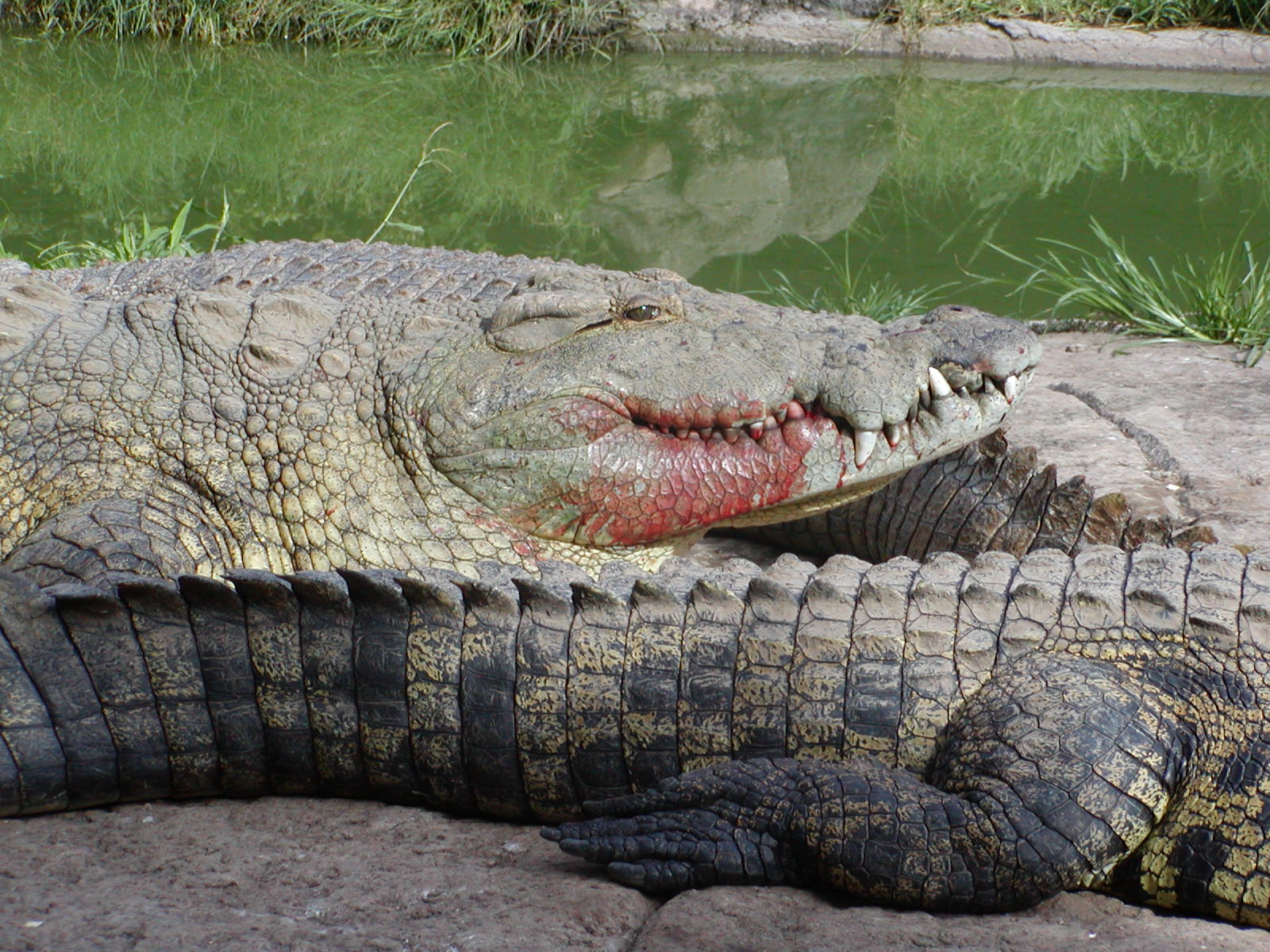 Нильский крокодил относится к пресмыкающимся. Крокодилы Замбези. Малагасийский Нильский крокодил.