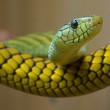 Boomslang Snake