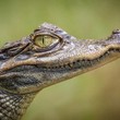 Crocodile Hatchling