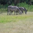 Zebras