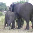 Elephants