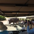 Game Drives