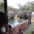 Elephant at Chundu Cottage