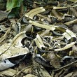 Gaboon Viper