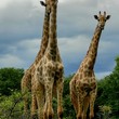 Game Viewing.