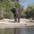 Chobe Camping Safari