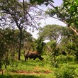 Rhino in Musi-Ou-Tunya National Park