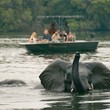 River Safari elephant