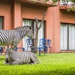 Exterior of AVANI with Zebras
