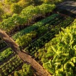 Organic Garden.