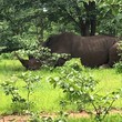 National Park Rhino .