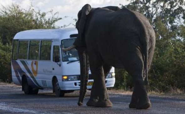 Wild Horizons Zambia