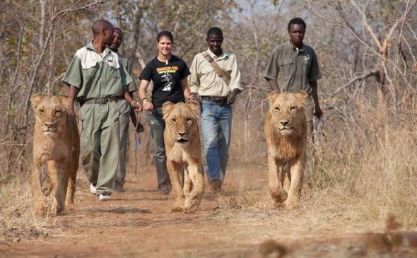 Mukuni Big Five - Walking with Lions