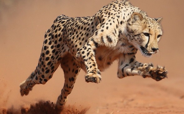 Mukuni Big Five - Cheetah Walks, Cheetah Run and Interactions