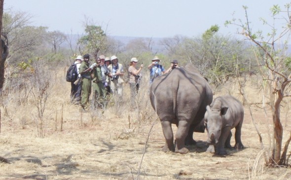 Livingstone Rhino Walking Safaris
