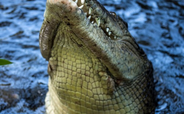 Livingstone Crocodile Park