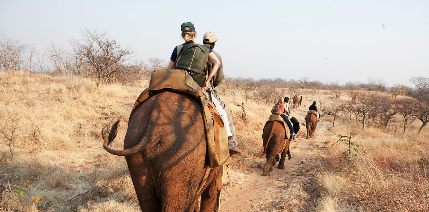 Be here. Be challenged., Elephants